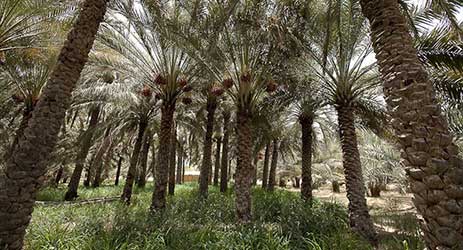 Al Ain Oasis